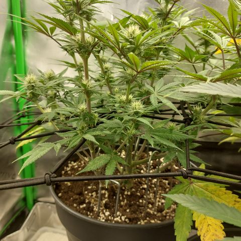 Skywalker Haze growlog timeline photo