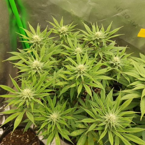 Skywalker Haze growlog timeline photo