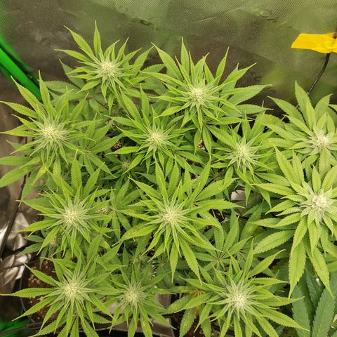 Skywalker Haze growlog timeline photo