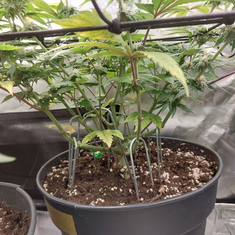 Orange Bud 2.0 growlog timeline photo