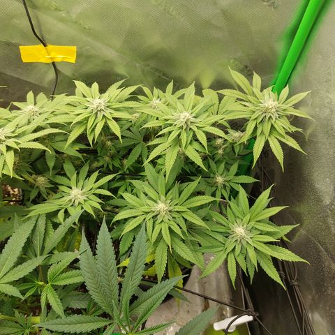 Orange Bud 2.0 growlog timeline photo