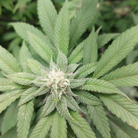 Orange Bud 2.0 growlog timeline photo