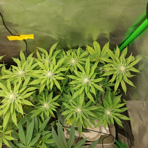 Orange Bud 2.0 growlog timeline photo