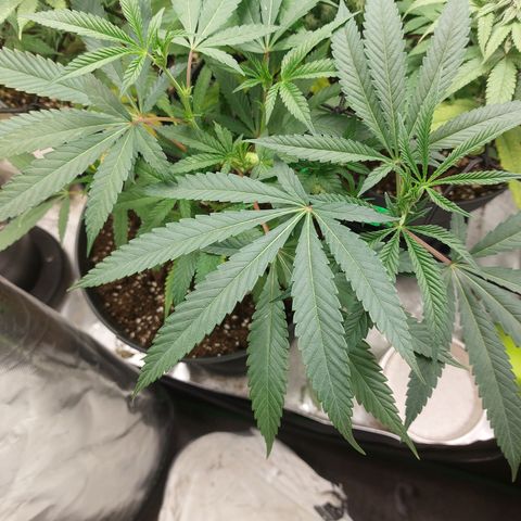 Wedding cake growlog timeline photo