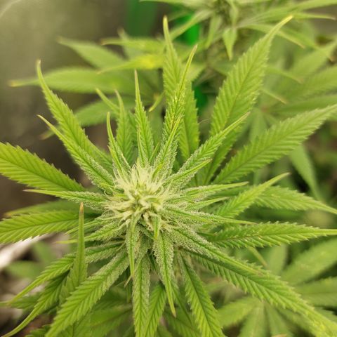 Skywalker Haze growlog timeline photo