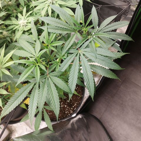 Wedding cake growlog timeline photo