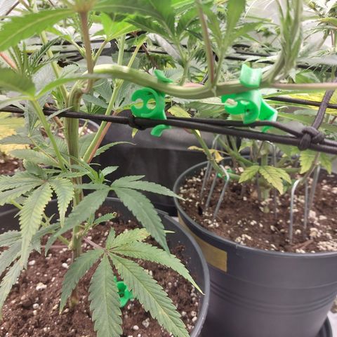 Wedding cake growlog timeline photo