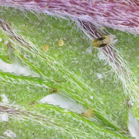 Orange Bud 2.0 growlog timeline photo