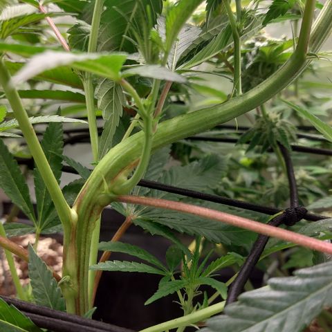 Wedding cake growlog timeline photo
