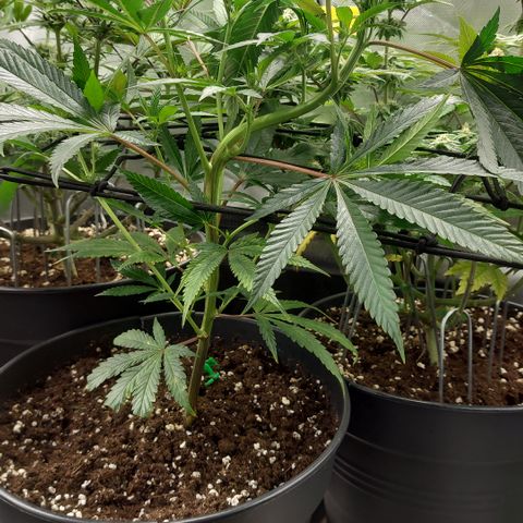 Wedding cake growlog timeline photo