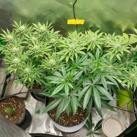 Wedding cake growlog timeline photo