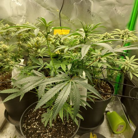 Wedding cake growlog timeline photo