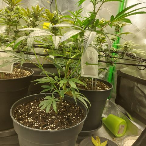 Wedding cake growlog timeline photo