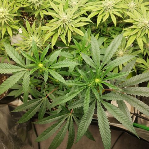 Wedding cake growlog timeline photo