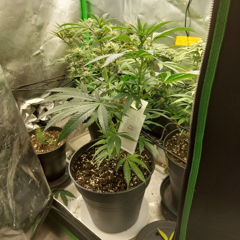 Wedding cake growlog timeline photo
