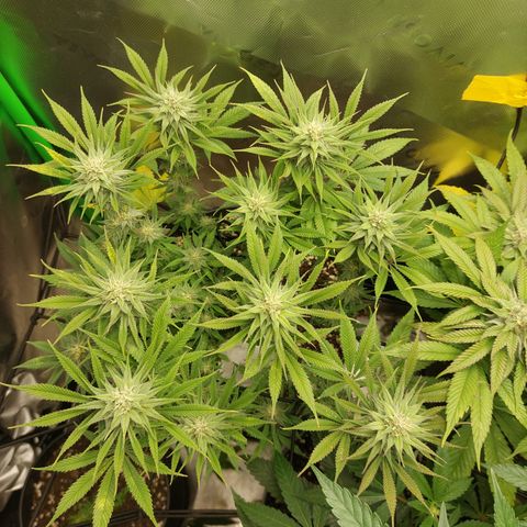 Skywalker Haze growlog timeline photo