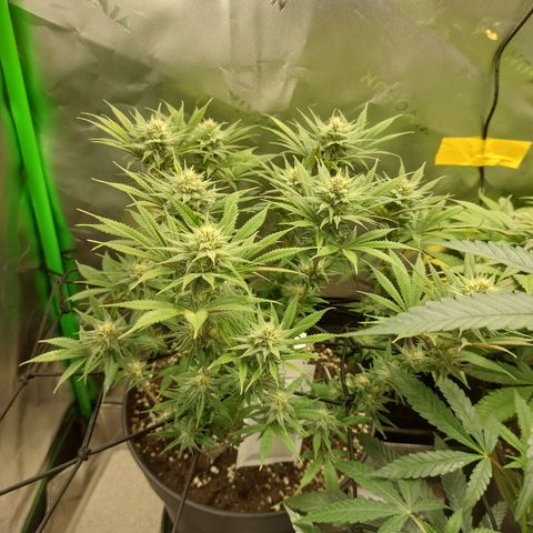 Skywalker Haze growlog timeline photo