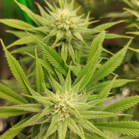 Skywalker Haze growlog timeline photo