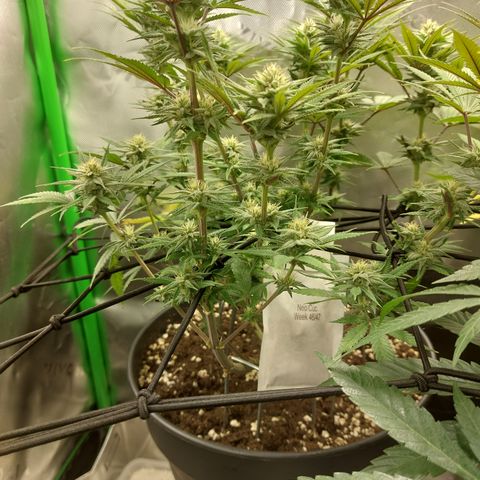 Skywalker Haze growlog timeline photo