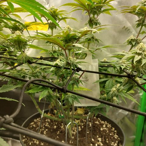 Orange Bud 2.0 growlog timeline photo