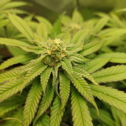 Orange Bud 2.0 growlog timeline photo