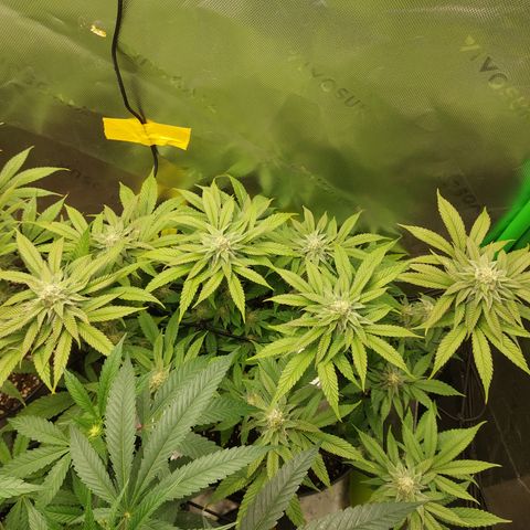 Orange Bud 2.0 growlog timeline photo