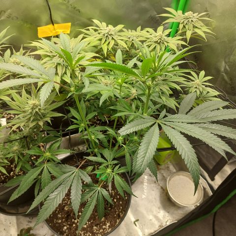 Wedding cake growlog photo: Lollipopping gemacht