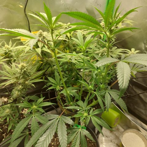 Wedding cake growlog photo: Lollipopping gemacht