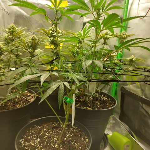 Wedding cake growlog photo: Lollipopping gemacht