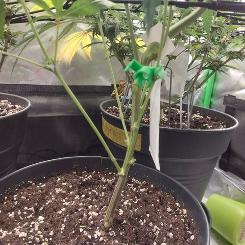 Wedding cake growlog photo: Lollipopping gemacht