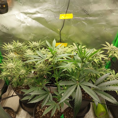 Wedding cake growlog timeline photo