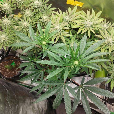 Wedding cake growlog timeline photo