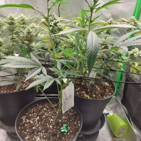 Wedding cake growlog timeline photo