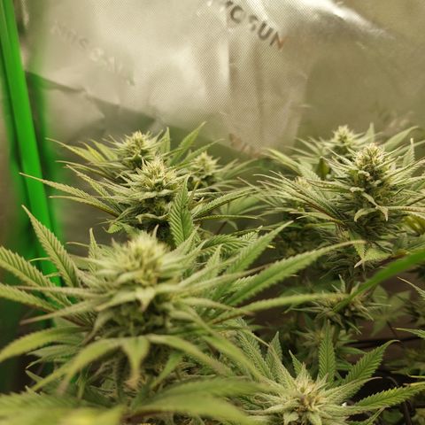 Skywalker Haze growlog timeline photo
