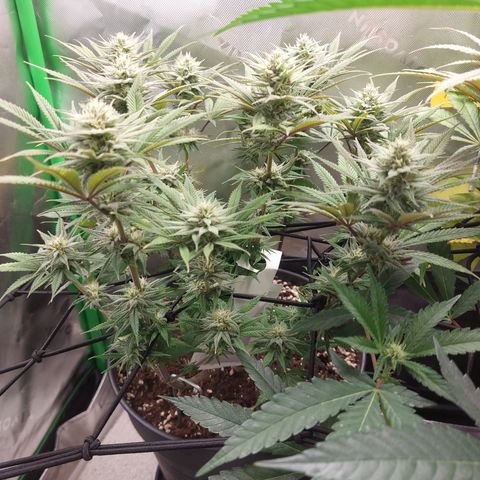 Skywalker Haze growlog timeline photo