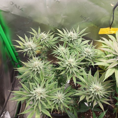 Skywalker Haze growlog timeline photo