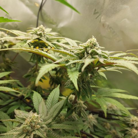Orange Bud 2.0 growlog timeline photo
