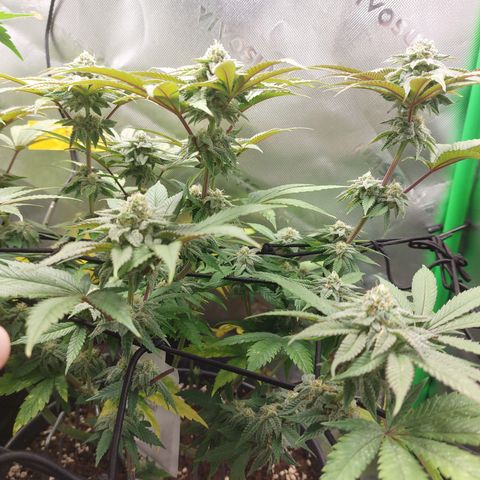 Orange Bud 2.0 growlog timeline photo