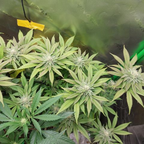 Orange Bud 2.0 growlog timeline photo