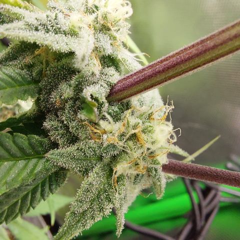 Orange Bud 2.0 growlog timeline photo