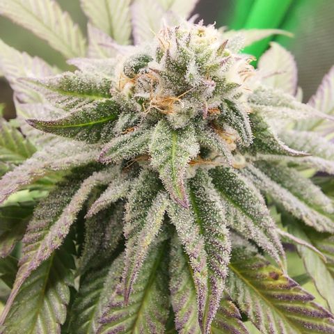 Orange Bud 2.0 growlog timeline photo