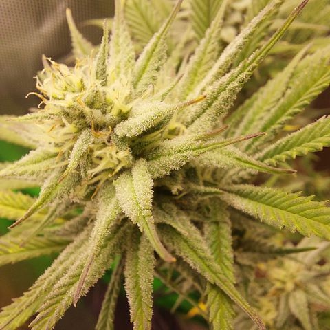 Skywalker Haze growlog timeline photo