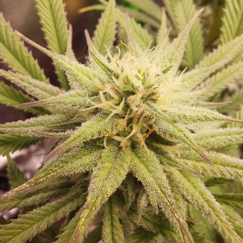Skywalker Haze growlog timeline photo