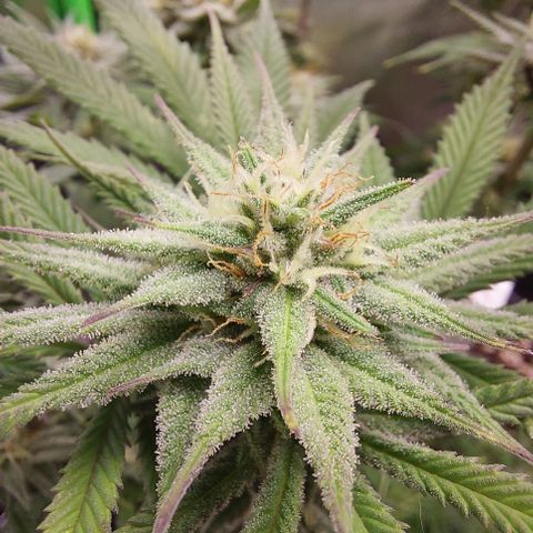 Skywalker Haze growlog timeline photo