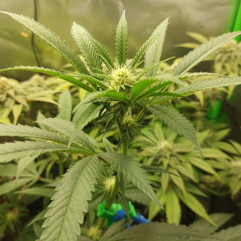 Wedding cake growlog timeline photo
