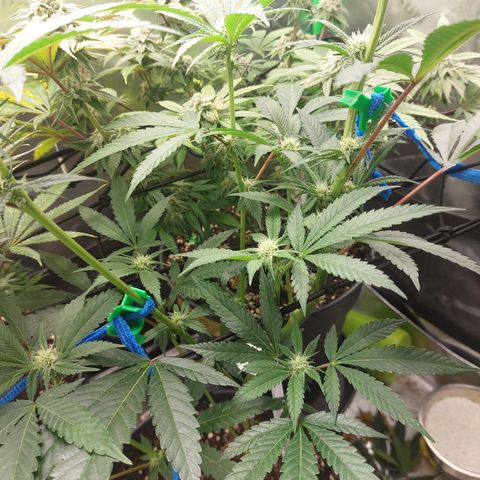 Wedding cake growlog timeline photo