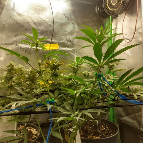 Wedding cake growlog timeline photo