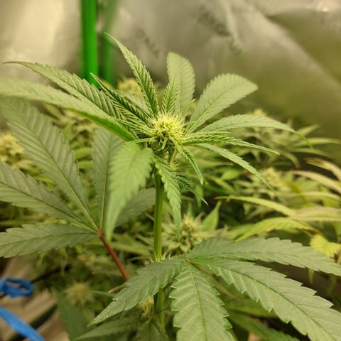Wedding cake growlog timeline photo