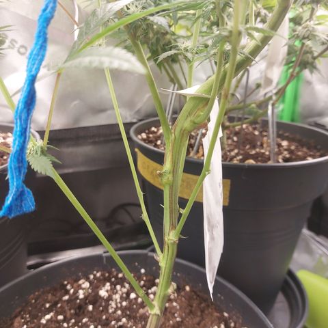 Wedding cake growlog timeline photo