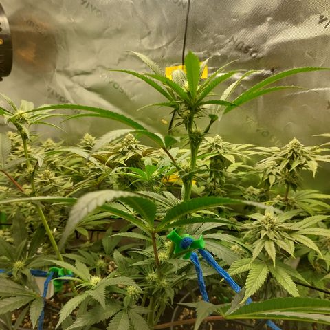 Wedding cake growlog timeline photo